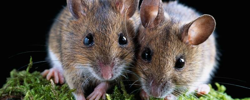 老鼠爬过的东西还能吃吗