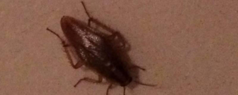 家里蟑螂多怎么办