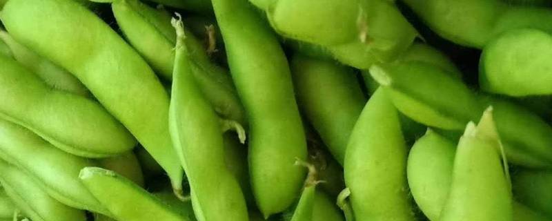 毛豆怎样煮不变色保持绿色