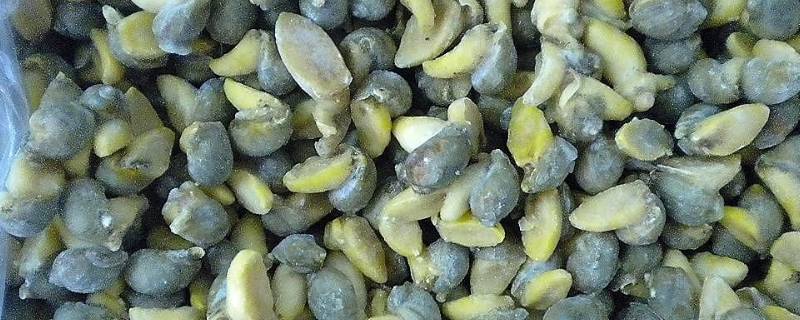 鲍鱼螺的粘液怎么处理