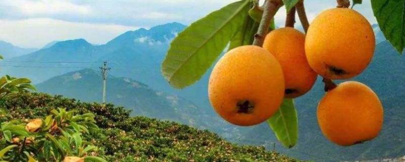 枇杷需要放软了再吃吗