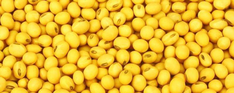 大豆煮多久可以熟