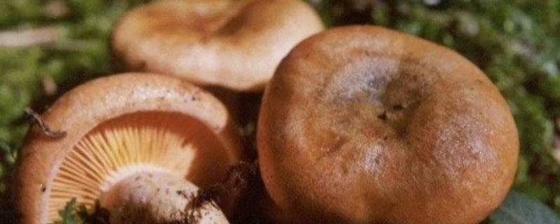 枞树菌变绿能吃吗