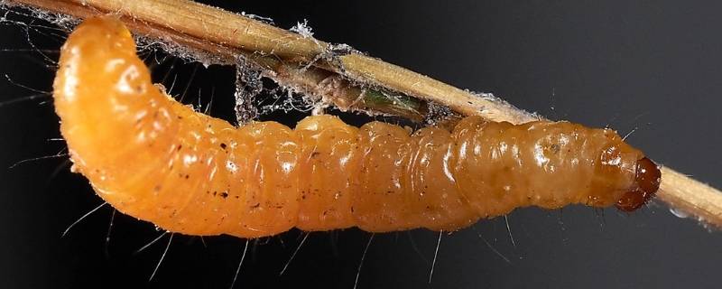 酒精能把蛆虫给杀死吗