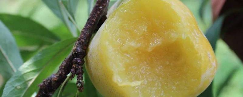 奈李中间为什么是空的