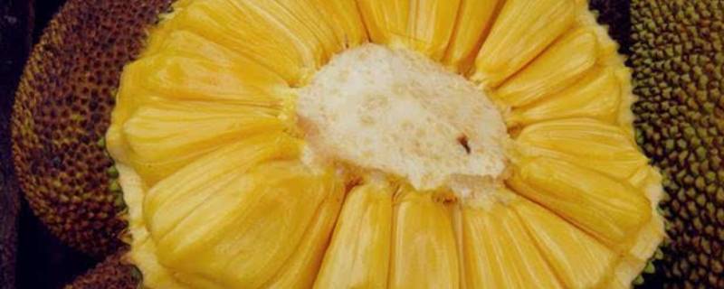 菠萝蜜核能直接生吃吗