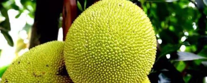 菠萝蜜发粘了还能吃吗
