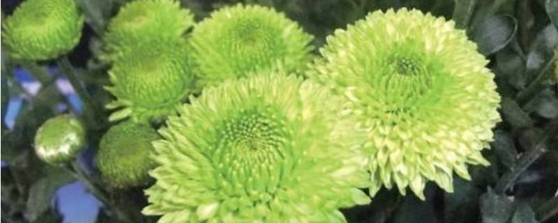 绿色的菊花叫什么名字
