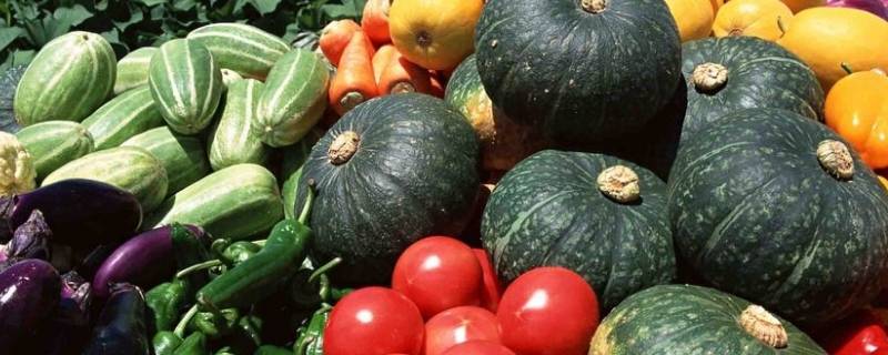 十字科菜有哪些菜