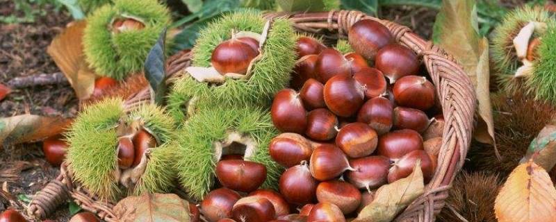 生板栗怎么判断变质