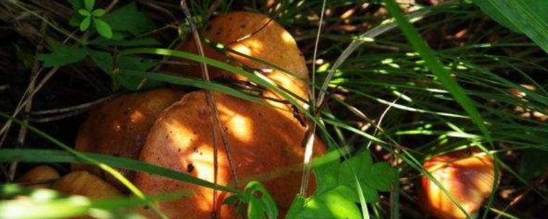 松树菌为什么会变绿色