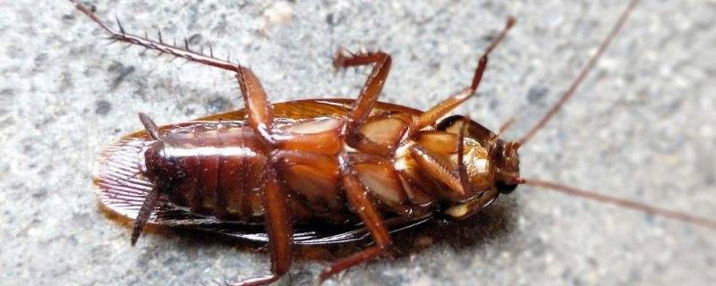 蟑螂死了还会繁殖吗