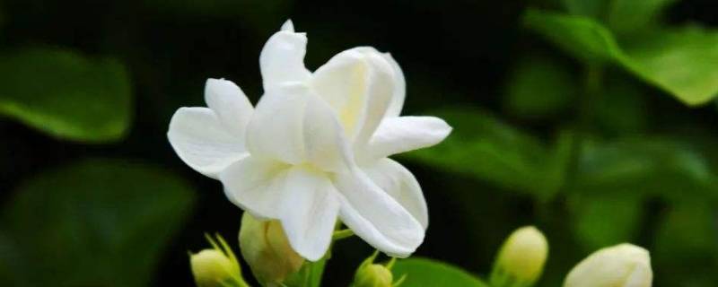 红茶和茉莉能一起泡吗
