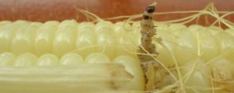 玉米上的虫子叫什么