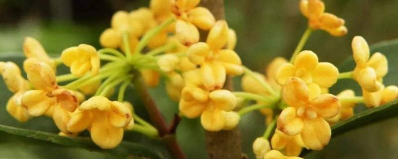 桂花和菊花怎样泡茶喝