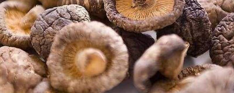 干香菇不泡可以直接煮吗