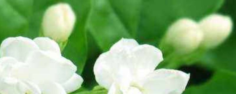 干茉莉和茶叶能一起泡吗