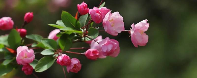 花的由来