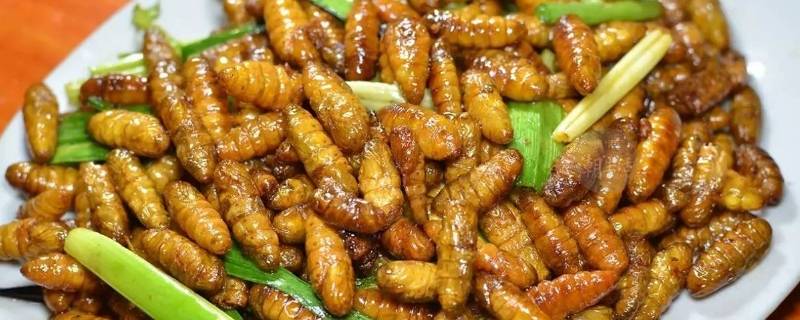 活的蚕蛹保存方法如下