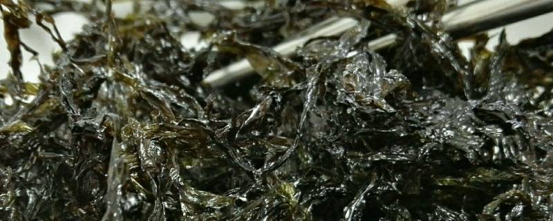 干紫菜用热水泡还是冷水泡