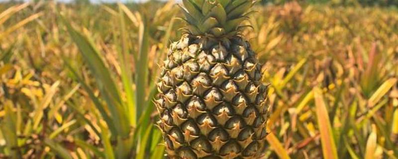 菠萝可以放冰箱吗