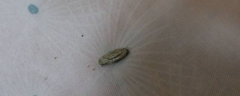 怎么消灭衣蛾