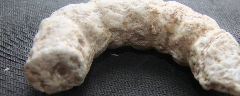 虎蚕和桑蚕有什么区别