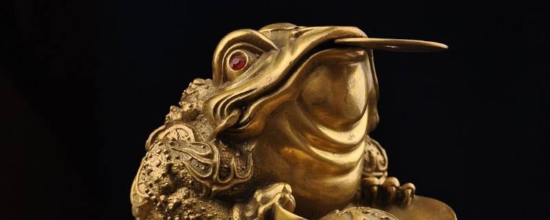 金蟾吃什么食物
