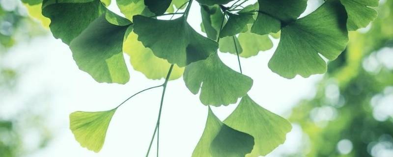 上海立夏的风俗有哪些