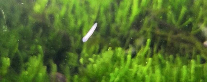 鱼缸里白色细长的虫子是什么