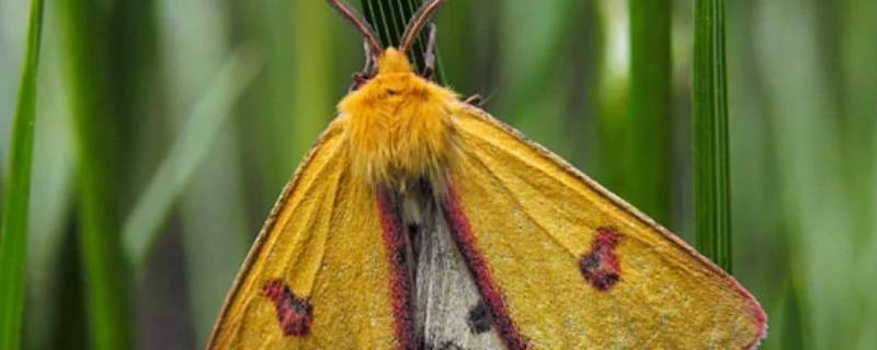 房间里有飞蛾怎么处理