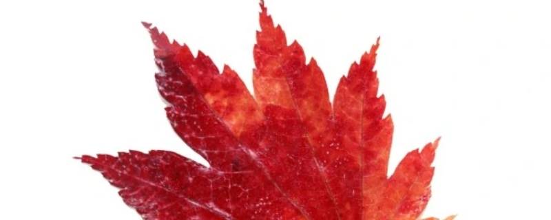 枫叶的颜色怎么形容