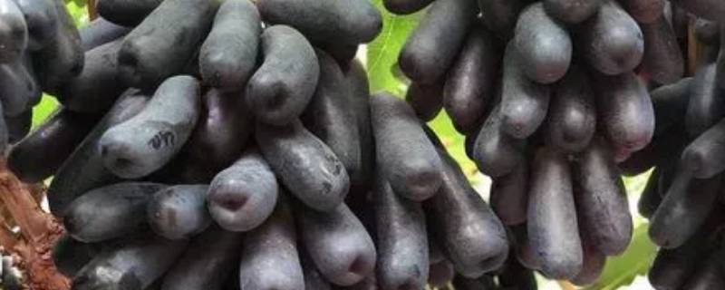 像茄子一样的葡萄是什么葡萄