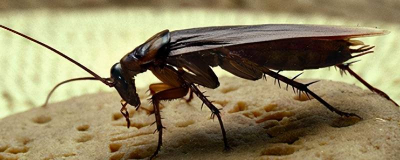 杀虫剂可以杀死蟑螂吗