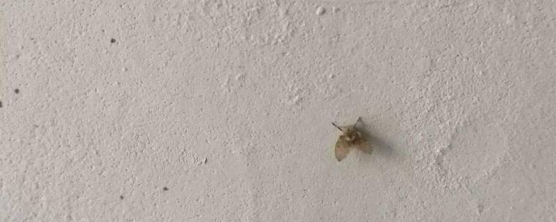 家里有小飞虫怎么办