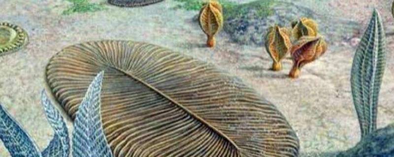 前寒武纪的生物