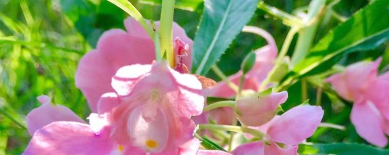 凤仙花怎么洗掉小窍门