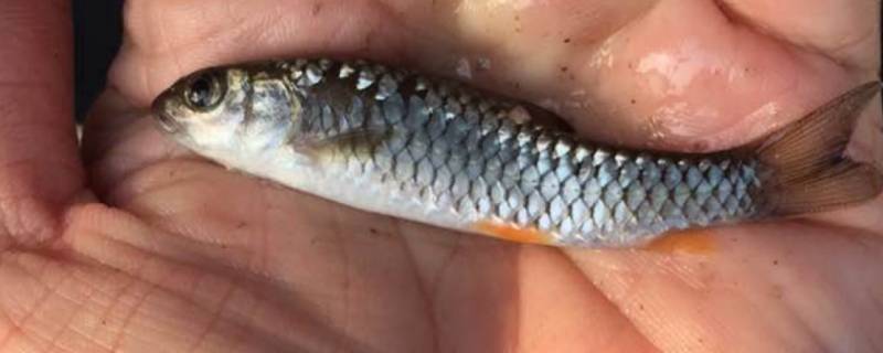 裸腹盲鲃是几级保护动物