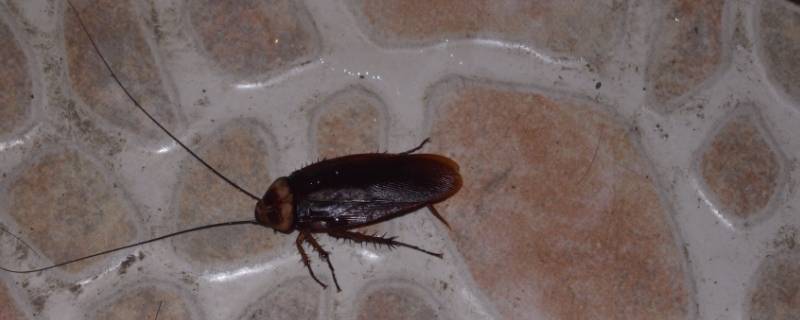 蟑螂害怕什么气味或者植物