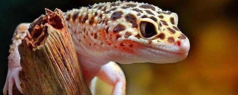 守宫是蜥蜴还是壁虎