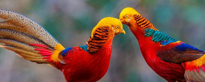 锦鸡属于鸟类吗