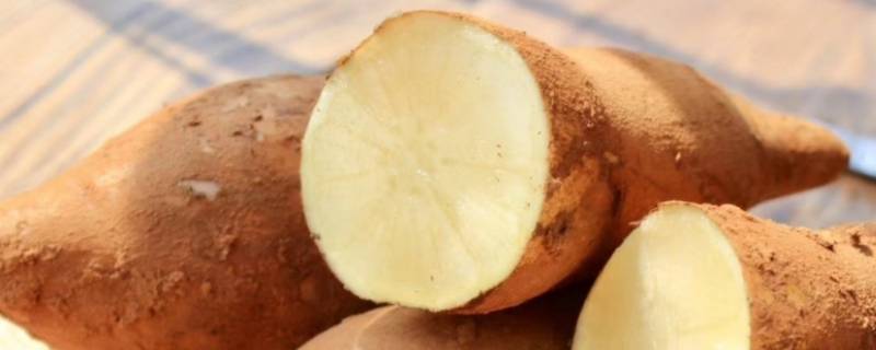 像地瓜一样的水果叫什么名字