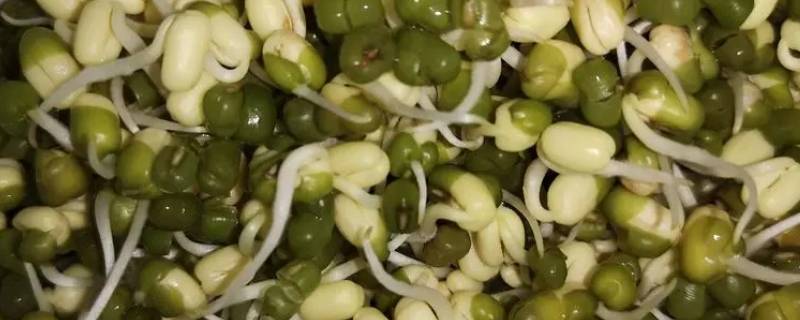 绿豆第四天长什么样