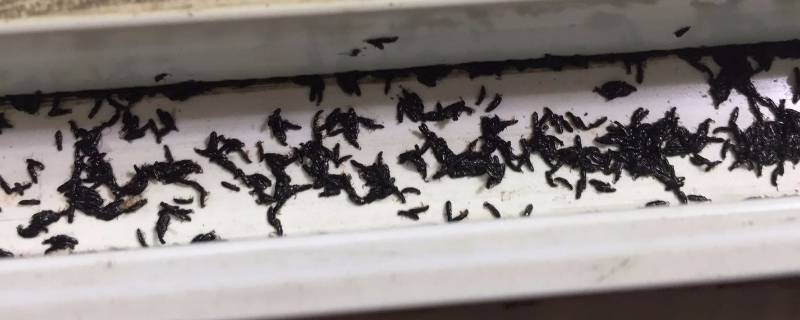 厨房有虫子是什么原因