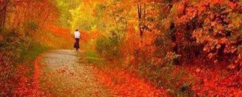枫林是什么季节才有