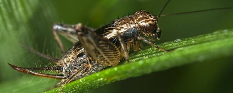 蛐蛐为什么晚上叫的厉害