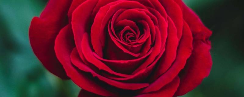 玫瑰花是酸性还是碱性