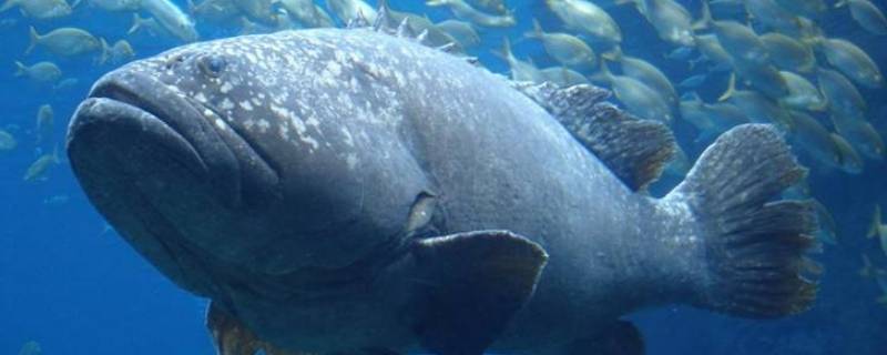 龙泵鱼还是龙趸鱼