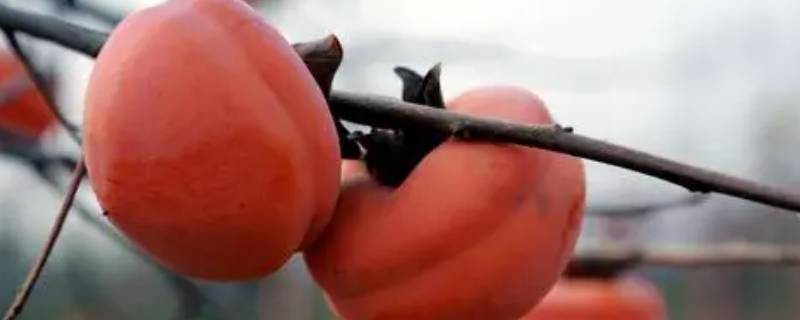 磨盘柿子产地哪里