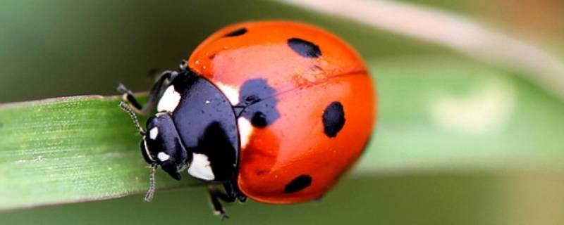 七星瓢虫的身体特征